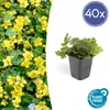 Waldsteinia ternata | 6 Stücke - 10-25cm - Ø9cm - Produktbild-Vorschau 1