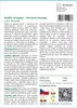 SAFLAX - modřín evropský - Larix decidua - 75 Semena Náhled obrázku produktu 3