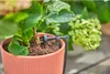 Gardena 13302-20, Tropfer, Tropfbewässerungssystem, Produktbild-Vorschau 16