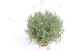 echter Lavendel XL BUSCH Ø 40cm, Höhe 40 cm, Lavandula Produktbild-Vorschau 5