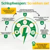 Green Guardia Schlupfwespen gegen Apfelwickler -3x Karten Produktbild-Vorschau 2