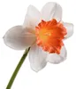 Silk-ka Seidenblume Narzisse Osterglocke Weiß Orange (58cm) Produktbild-Vorschau 1