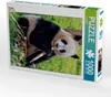 CALVENDO Puzzle Panda | 1000 Teile Lege-Größe 64x48cm Produktbild-Vorschau 1
