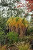 6 x Miscanthus giganteus (florid./japon.) - Herbe géante - Voir les images du produit 1