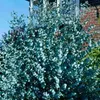 Semena Eucalyptus Gunnii - balení 10 ks - Exotická semena - Náhled obrázku produktu 5