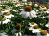 Stauden Gänge 3 x Echinacea purpurea 'PowWow White' - Produktbild-Vorschau 1