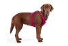 Curli Belka Harness Air-Mesh, Hund, Zugfreier Gurt, 4XL, Produktbild-Vorschau 4