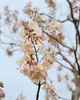 Paulownia tomentosa, Blauglockenbaum, 80–100 cm Produktbild-Vorschau 3