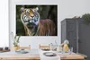 MuchoWow® Poster Tiger - Dschungel - Mantel 160x120 cm - Produktbild-Vorschau 4