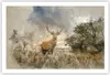 Poster - Poster ohne Rahmen - rotwild natur - 91,5x61 cm - Produktbild-Vorschau 1