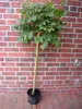 Acer platanoides Globosum, Kugelahorn, Ahorn Hochstamm, Produktbild-Vorschau 1