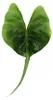 Alocasia macrorrhiza Stingray - Tropenwurz - Alokasie - Produktbild-Vorschau 2