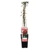 Lonicera Japonica 'Red World' - ↨65Cm - Ø15 Produktbild-Vorschau 2