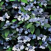 2 x  Ortensia  - Hydrangea serrata 'Bluebird'  | 25-30 cm Anteprima dell’immagine prodotto 1
