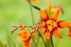 Crocosmia x crocosmiifl. 'Emily McKenzie', Montbretie, Produktbild-Vorschau 3
