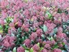 Skimmia jap. 'Rubella' - Japanische Skimmie Rubella 40- + Produktbild-Vorschau 2