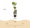 Green boutiQ - Obstpflanze - Vitis vinifera Boskoop Glory - Produktbild-Vorschau 3