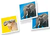 Tactic Wildlife Memo Gedächtnisspiel - Lernkartenspiel für Produktbild-Vorschau 4