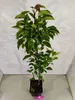 Pyrus communis 'Lisanne', stĺpovitá hruška, výška 100 cm, Náhľad obrázku produktu 3