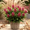 Skimmia japonica Rubella - Blüte Rot - 10+ Blüten - 2 Produktbild-Vorschau 4