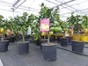 Grünwaren: echter Zitronenbaum 50 - 70 cm Zitrone Citrus Produktbild-Vorschau 4