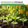 Physalis Andenbeere Kapstachelbeere Samen - Physalis Produktbild-Vorschau 7
