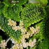 Rostlina „kanonýr“ – Pilea involucrata Moon Valley – Náhled obrázku produktu 5