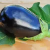 Aubergine Samen Schwarze Schönheit Lila Birne Der Liebe 1G Produktbild-Vorschau 18