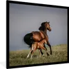 MuchoWow® Gerahmtes Poster Tiere - Pferde - Fohlen 40x40 cm Produktbild-Vorschau 1