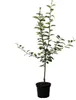 Gala Herbstapfel Spindelbaum Apfelbaum kleinbleibend Produktbild-Vorschau 2