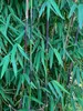 Fargesia jiuzhaigou 1 80/100 cm hoch, im 3 Liter-Topf Produktbild-Vorschau 4