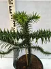 A small Araucaria araucana plant in a pot, with a ruler in the background. Produktbild-Vorschau