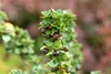 Ilex crenata 'Mariesii', Japanische Stechpalme, immergrün, Produktbild-Vorschau 4
