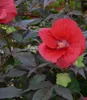 BALDUR Garten 1x Winterharter Hibiskus Summerific® Midnight Produktbild-Vorschau 3
