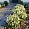 Stauden Gänge 10 x Salvia nemorosa 'Sensation White®' im 1 Produktbild-Vorschau 1