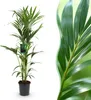 Green boutiQ - Zimmerpflanze - Howea Forsteriana - Produktbild-Vorschau 1