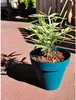 Vaso con fiori, Riviera Blue O 55 cm, 3580794160069 Anteprima dell’immagine prodotto 1