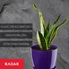 A snake plant in a violet pot against a dark, textured background with text overlays. Produktbild-Vorschau