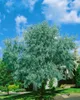 Elaeagnus angustifolia, schmalblättrige Ölweide, 80–100 cm Produktbild-Vorschau 4