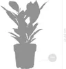 Bloomique - Codiaeum Sunny Star - Croton - Plante Voir les images du produit 4