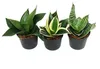 Sansevieria trifaciata hahnii - 3 rôzne rastliny v 9 cm Náhled obrázku produktu 2