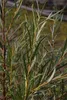 Rosmarinweide - Lavendelweide - Salix rosmarinifolia Produktbild-Vorschau 3