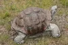 Schildkröte Sonderedition für den Garten Vorgarten oder Produktbild-Vorschau 3