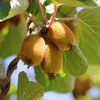 Actinidia Weiki & Golden Kiwi - Pianta di kiwi - 1 Maschio Anteprima dell’immagine prodotto 5