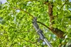 Gardena 14774-55 Coupeuse électrique 2,8 cm 18 V Voir les images du produit 10