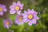 Anemone japonica 'Honorine Jobert', Herbst-Anemone, weiß, Produktbild-Vorschau 9