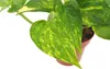 Epipremnum Aureum - Bluszcz wiszący kosz 40-44 cm długości Podgląd zdjęcia produktu 2