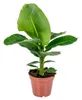 Bloomique - Musa Dwarf Cavendish - Bananowiec - Rośliny Podgląd zdjęcia produktu 1