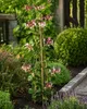 Lonicère du Cap (Lonicera periclymenum 'Serotina') | Plus Voir les images du produit 3