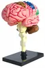 Anatomisches Gehirn Modell 4D 32 Teile Bausatz für Biologie Produktbild-Vorschau 3